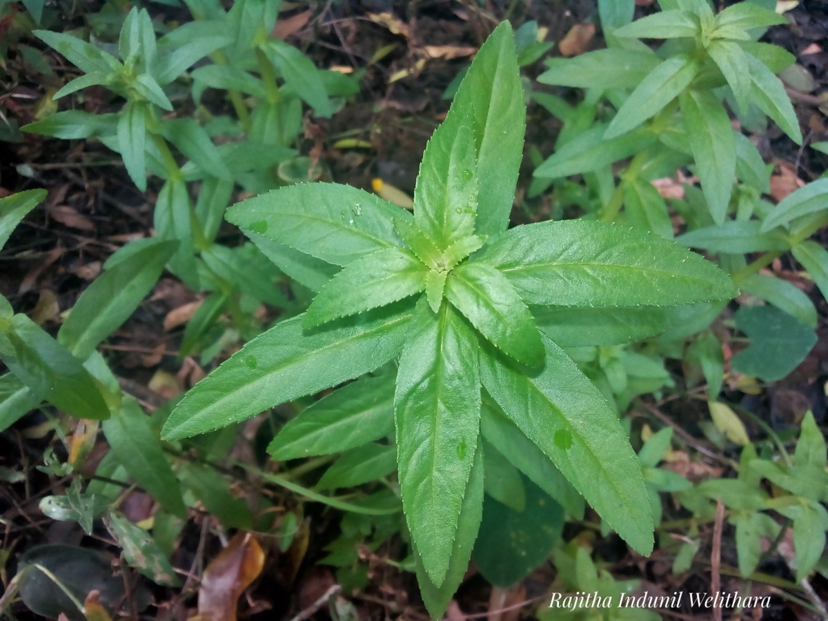 Limnophila aromatica (Lam.) Merr.